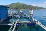 Bắt tạm giam 4 đối tượng trộm cắp tôm hùm, chiếm đoạt hơn 300 triệu đồng
