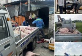 Nghệ An: Tăng cường công tác phòng, chống dịch bệnh tả lợn châu Phi