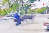 VIDEO: Trâu 