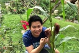 Nhà vườn quanh năm thu hoạch rau trái của 'Vua nhạc đỏ'