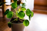 5 loại cây như 