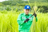 Duy Hưng, Trung Ruồi khốn đốn cắt cỏ, thu hoạch ngô dưới cái nắng 40 độ