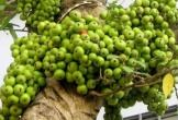 Trồng sung ở đâu trong nhà để 'tiền vào như nước'?