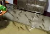 Hàng trăm con cá bơi vào nhà dân trong trận mưa lớn