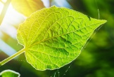 Quên pin mặt trời đi, 