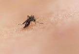 Chikungunya bùng phát ở nhiều nước, Bộ Y tế chỉ đạo khẩn