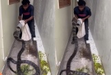 Người đàn ông dùng ống nhựa bắt sống rắn hổ mang chúa khổng lồ