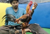 Sốc: Chú gà chọi ở Thái Lan thắng giải trăm tỷ đồng, 