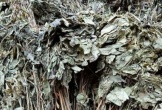 Loại lá đắt đỏ bậc nhất thế giới, 150 triệu đồng/kg, chỉ duy nhất Việt Nam sở hữu