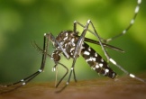 Bộ Y tế bác thông tin Việt Nam xuất hiện ca bệnh Chikungunya