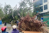 Sức tàn phá khủng khiếp của bão số 5 đổ bộ vào Nghệ An