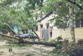 Nghệ An: Hàng chục ngàn cây xanh gãy đổ do bão, doanh nghiệp lý giải việc cắt tỉa 