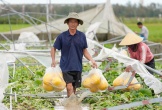 Trắng tay sau bão Kajiki