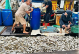 Ngư dân xứ Nghệ trúng đậm cá biển