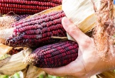 5 thực phẩm màu tím là “vua chống oxy hóa”, giảm cân, phòng ung thư nhưng nhiều người không biết