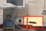 Hai bé sơ sinh tử vong nghi do chuột cắn khi đang điều trị trong phòng hồi sức: Phía bệnh viện lên tiếng