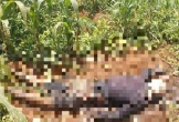 Phát hiện thi thể nam giới trong tình trạng phân hủy