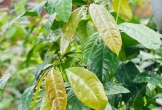 Nghề lạ ở Việt Nam: Cây dại mọc bờ rào mang về trồng một lần hái đọt non bán quanh năm, chỉ vài tháng là thu hoạch, thành đặc sản nổi tiếng