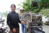 Vào mùa 'săn' chuột đồng kiếm tiền triệu tại xứ Nghệ