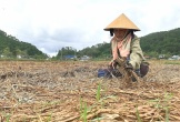 'Bão chồng bão', nông dân ở Nghệ An xót xa nhìn lúa chín rục ngoài đồng