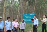 Nghệ An ưu tiên trồng rừng gỗ lớn và đạt chứng chỉ FSC