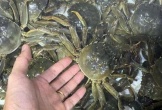 Đặc sản '8 cẳng 2 càng' chỉ có ở Bắc Ninh giá bán 600.000 đồng/kg