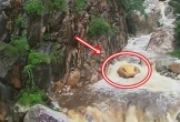 'Trăn khổng lồ' giữa suối khiến du khách hoảng sợ, ban quản lý nói: Nó đã ở đây hàng trăm triệu năm