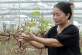 Xót xa trước hàng ngàn cây nho chết khô bên bờ sông Lam
