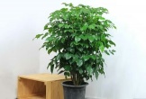 5 cây cảnh trồng trong phòng khách như 'vòi rồng' hút lộc