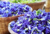 Bí mật sức khỏe từ hoa và quả đậu biếc