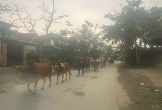 Nghệ An: Bị phạt hành chính vì thả rông bò nơi công cộng