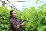 Trồng cây “đếm lá tính tiền”, nông dân Nghệ An thu bạc triệu dịp cận Tết