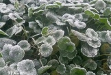 Nhiệt độ xuống dưới 0°C, băng giá xuất hiện tại miền Tây Nghệ An