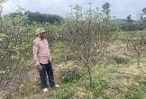 Đào nở trước Tết, người trồng trăn trở nỗi lo “lỡ mùa, mất giá”