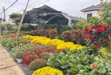 Rực rỡ làng hoa Nghi Ân ươm sắc xuân cho ngày Tết