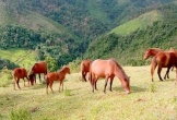 Ngựa Mường Lống: Từ đôi chân khỏe của bản làng tới ngã rẽ sinh tồn