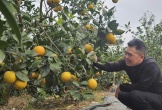 Cam “tiến vua” vào vụ đón Tết: Giữ từng quả như giữ vàng