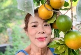 Vườn cây trĩu quả 'đếm mỏi tay' của nữ đại gia Vbiz thích làm nông
