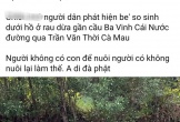 Phát hiện thi thể trẻ sơ sinh trôi trên sông ở Cà Mau