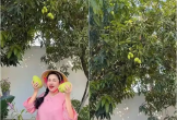 Cận cảnh vườn xoài trĩu quả trong cơ ngơi 3.000m2 của 'Người đẹp Tây Đô'