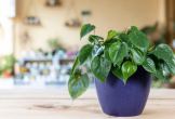 10 loại cây nên để ở bàn làm việc