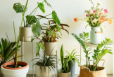 3 loại cây rất hợp với gia chủ trên 50 tuổi