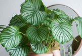 Có thể bạn chưa biết, loạt cây trồng trong nhà xanh tốt quanh năm