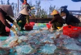 Ngư dân Nghệ An trúng đậm mùa sứa biển, thu tiền triệu mỗi chuyến ra khơi