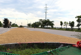 Phơi thóc lúa tràn lan trên đường ở Nghệ An, Hà Tĩnh tiềm ẩn nguy cơ tai nạn giao thông