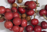 Hơn 200 học sinh nghi bị ngộ độc sau khi ăn quả lạ màu đỏ, giống trái cherry