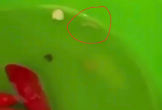 Chưa xác định được 'nguồn' của clip quay 'bữa ăn trung tâm quốc phòng có gián, dòi'
