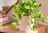 Lợi ích khi trồng cây trầu bà