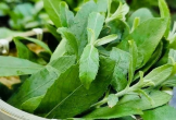 Cây thuốc dân gian bổ đủ đường, không lo tăng cân, có người trồng làm cảnh
