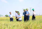 Phó Chủ tịch UBND tỉnh Nguyễn Văn Đệ kiểm tra công tác sản xuất nông nghiệp và thu hoạch lúa vụ Xuân 2026 tại các xã Đô Lương và Đại Đồng